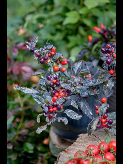 Перец острый Indonesian x Purple Flash, 10 шт