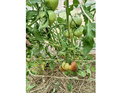 Томат Трюфельное сердце