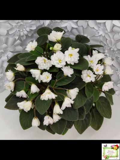 ЛЕ-Жемчужинка (Е. Лебецкая) 2018 г. трейлер