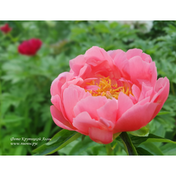 Пион Coral Sunset(Корал Сансет)