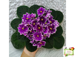 АВ-Просто Космос (Фиалковод) 2019 г.