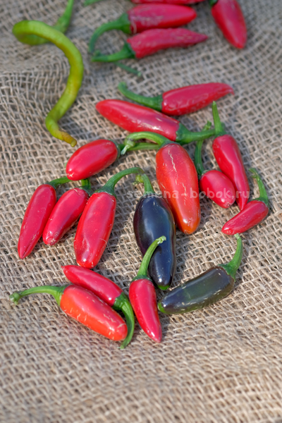 Перец острый Jalapeno Moriachi (Халапеньо Мориачи), 10 шт
