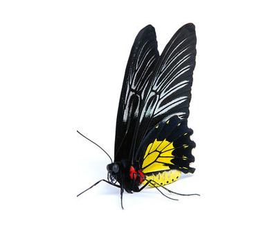 Тропикарий-ферма бабочек 7 куколок филиппинских видов(С КУКОЛКОЙ ОГРОМНОЙ БАБОЧКИ ТРОИДЕС).