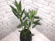 Ficus sp. small silver leaves / фикус природный с мелким серебристым листом