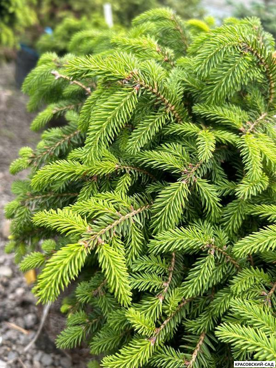 Ель Нидиформис Nidiformis