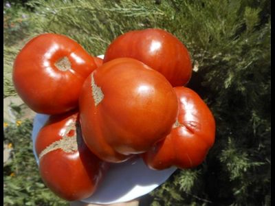 Томат Большая паста Керол Чико (Carol Chyko's Big Paste )