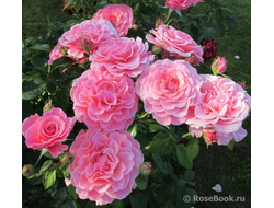 Тиклед Пинк (Tickled Pink) фл