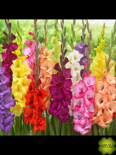 ЛУКОВИЦЫ ГЛАДИОЛУСОВ В АССОРТИМЕНТЕ КРУПНЫЙ РАЗБОР (В НАЛИЧИИ С 1 МАРТА 2024)