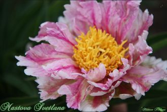 Paeonia Pink Firefly (Розовый Светлячок)