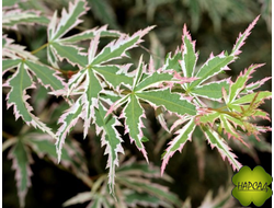 Клен веерный БАТТЕРФЛЯЙ (подходит для контейнерного выращивания) саженец 70 см