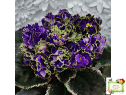 РС-Дремучий Лес (С. Репкина) 2019 г.