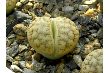 Lithops gracilideliniata ssp. brandbergensis C383
