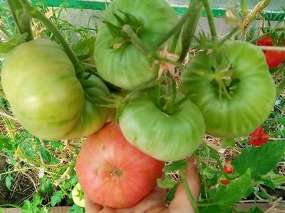 Томат Толстяк из Патонеса (Gordo de Patones)