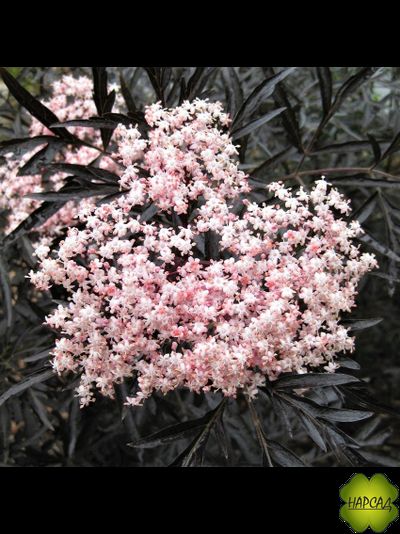 БУЗИНА ЧЕРНАЯ "БЛЭК ЛЭЙС" КРАСИВАЯ И ЛЕЧЕБНАЯ ПЛОДОВАЯ И ДЕКОРАТИВНАЯ (саженец 30 см)