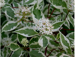 АРГЕНТОМАРГЕНАТА (Cornus alba Argenteomarginata)