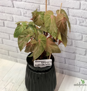Бегония Дитриха / Begonia dietrichiana