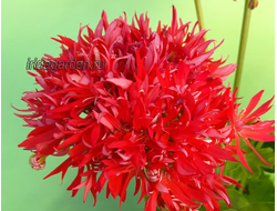 Пеларгония Vectis Spider sport