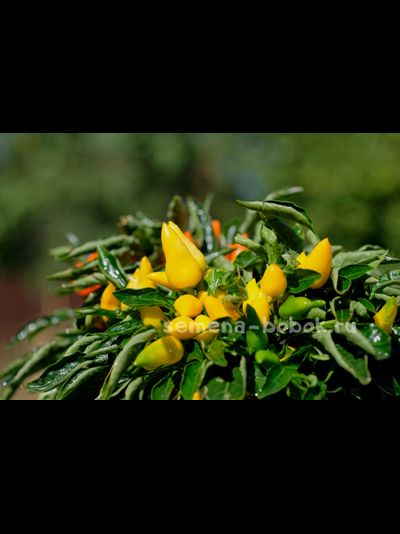 Перец острый Сальса Желтая (Salsa Yellow), 10 шт