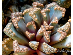 Titanopsis hugo-schlechteri (MG) - 5 семян