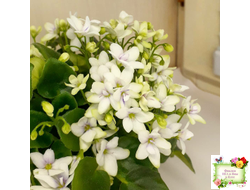 Broadway Star Trail (Селекционер неизвестен) трейлер