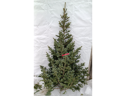 Пихта Сибирская