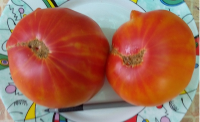 Томат Звездчатый из Беллинзоны (Stellato di Bellinzona)