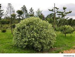 Топиар Дерен белый Элегантиссима в форме шара - Elegantissima