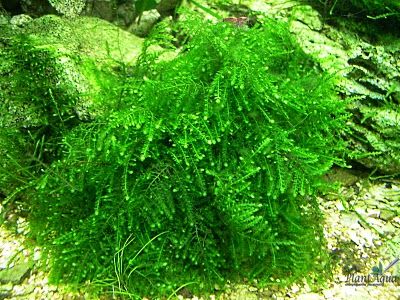 Мох якорный (Anchor moss)