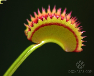 Dionaea muscipula Dentate trap