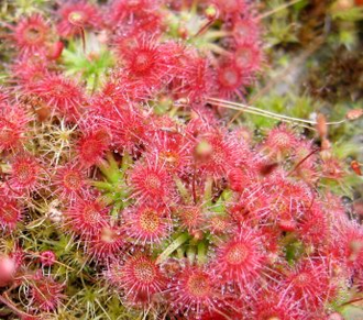 Геммы Drosera Pygmaea