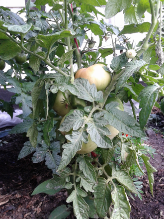 Семена томата Маралинга Гном