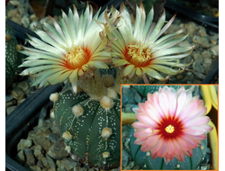 Astrophytum asterias rote blute Х 1042 - 5 семян