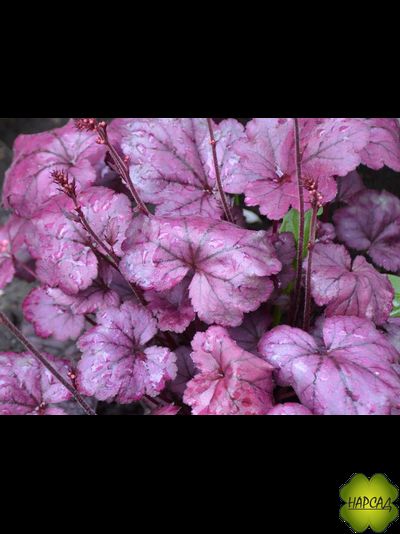 ГЕЙХЕРА "ПЛЮМ РОЯЛ" ( Plum Royal) (ЯРКАЯ КРАСОТКА)