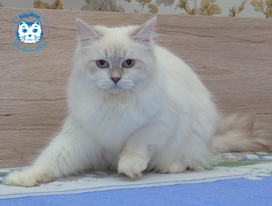 Catteries Volganeve Russian Show Neva Masquerade Cats