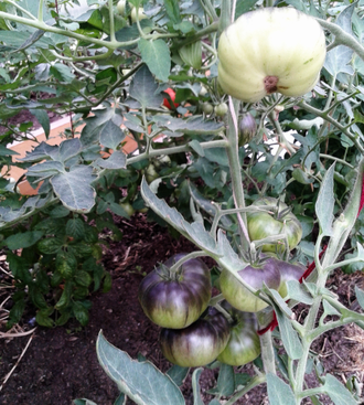 Семена томата Бузэу