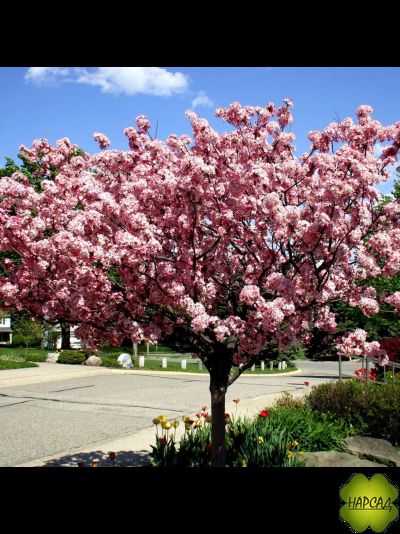 Яблоня декоративная &quot;БРЕНДИ МЭДЖИК&quot; (саженец 3 года) Невероятно красива!