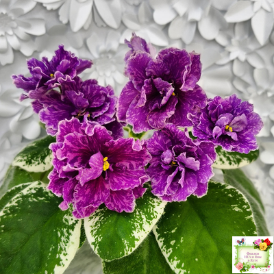 SV-Космические Ежи (С. Суворова) 2021 г.