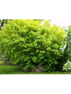 Карагана древовидная