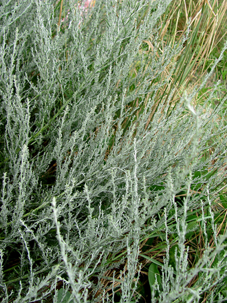 Полынь таврическая (Artemisia taurica), трава, Крым (5 мл) - 100% натуральное эфирное масло