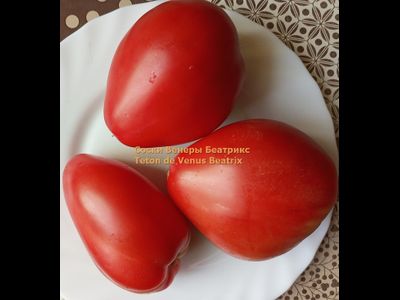 Томат Сосок Венеры Беатрикс (Teton de Venus Beatrix), Польша