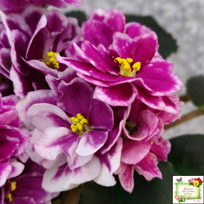 АВ-Последняя Любовь Самурая (Фиалковод) 2021 г.