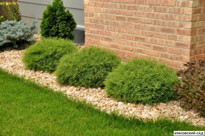 Туя Мистер Боулинг Болл - Mr. Bowling Ball