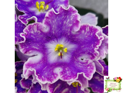 DS-Изюм (Dimetris) 2014 г.