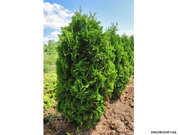 Туя Бробекс Тауэр - Brobeck's Tower