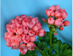 Пеларгония Patricia Andrea