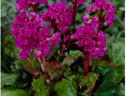 Бадан Abendglut, C2