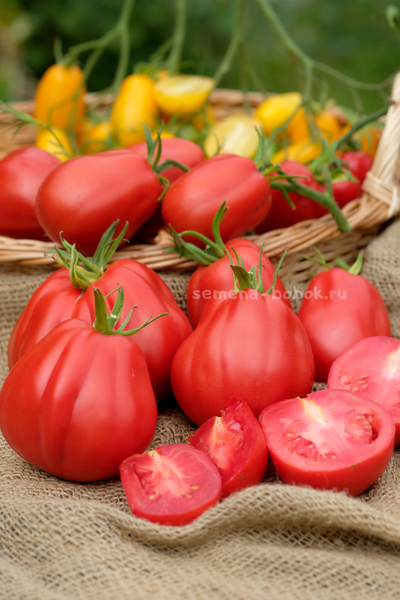 Томат Тюрбан Магриба, 10 шт