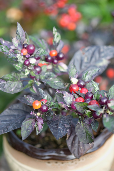 Перец острый Indonesian x Purple Flash, 10 шт