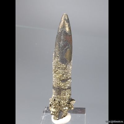 Пирит на белемните. КЧР. Россия. 46*11*11мм