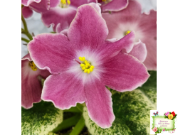 НД-Наталка-Полтавка (Н. Данилова-Суворова) 2018 г.